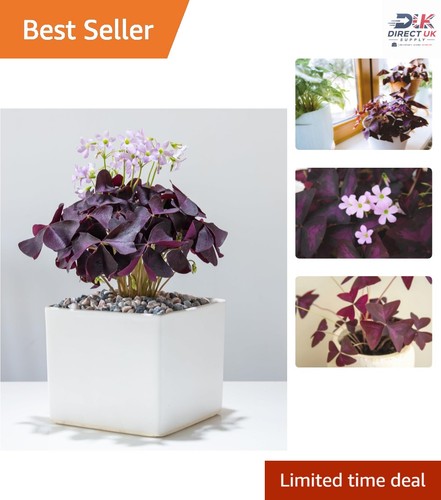 Dormant purple shamrock - dormant,