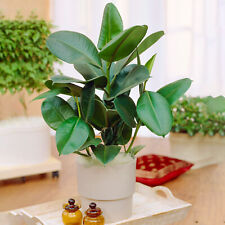 1 x Ficus Robusta | Glossy Evergreen 30-40cm Potted Plant for Home or Office
