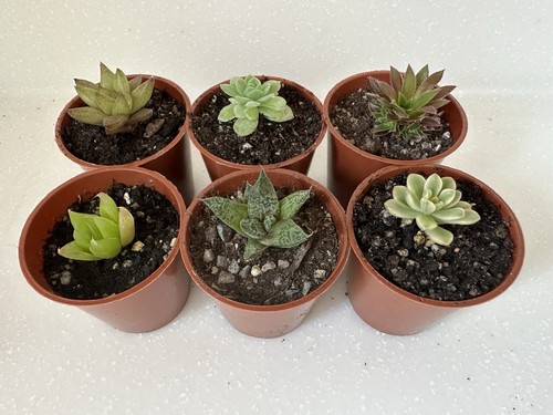 Cacti and succulents - and,
