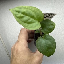 Anthurium Forgetii X Luxurians