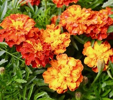400x Dwarf French Marigold