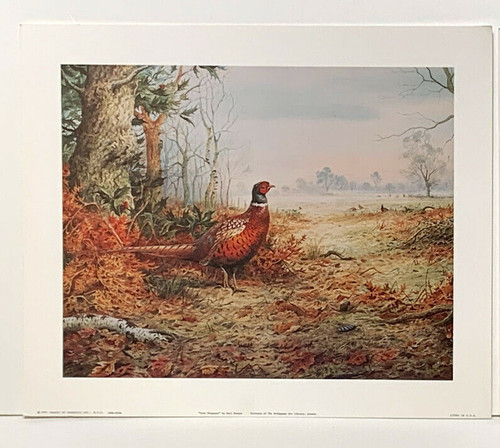 Single pheasant reproduction - single,
