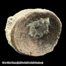 Fish vertebra fossil eocene - vertebra,