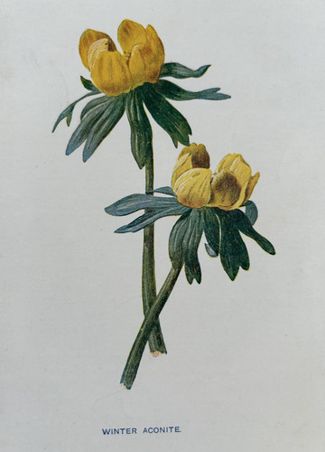 Antique print winter aconite - antique,