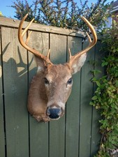  Taxidermy whitetail Stag Deer Antlers Horns 