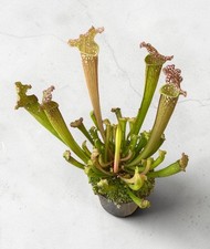 Sarracenia ‘Trumpet