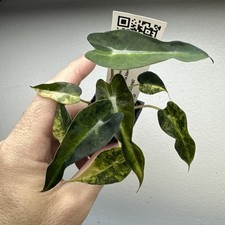 Alocasia Bambino Aurea Variegata  - very rare variegated aroid plant 10ABA02