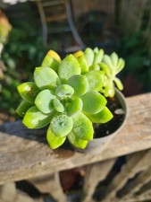 Sedum Clavatum succulent plant 