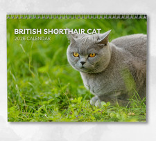 British Shorthair Cat Calendar 2026: Monthly Wall Calendar with Notes