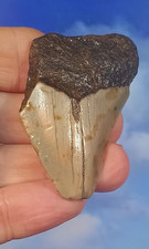 Megalodon Shark Fossil Tooth. 62mm. Boxed. As Shown.  12-15 Million years old.