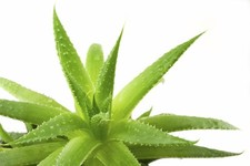 ALOE VERA - Medicinal Aloe Vera -10 x Seeds - Grow Your Own Succulent Plant
