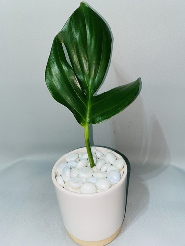Rare dragon tail rooted - rare,