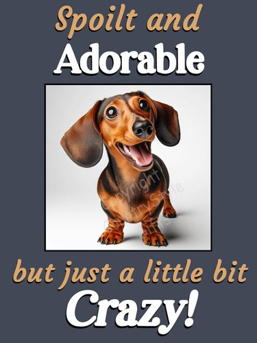 Dachshund dog funny - dog,