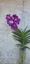 Rare Vanda Suantang orchid plant  FS , not in bloom
