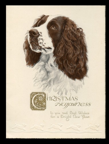 English springer spaniel dog - english,