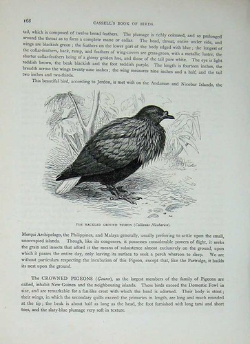 Old antique print - print, cassell's