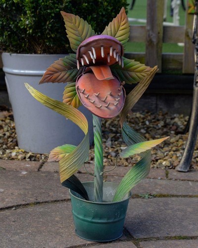 Venus flower garden - venus,