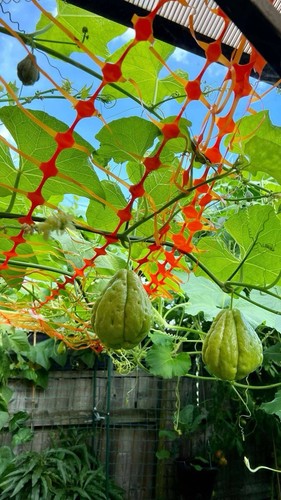 Chayote seed fruit - -,