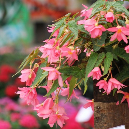 Trailing begonia funky pink - begonia, 'funky