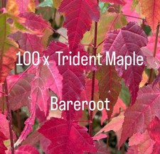 Trident Maple Bareroot Seedlings X 100 Acer Buergerianum Bonsai Autumn Colour