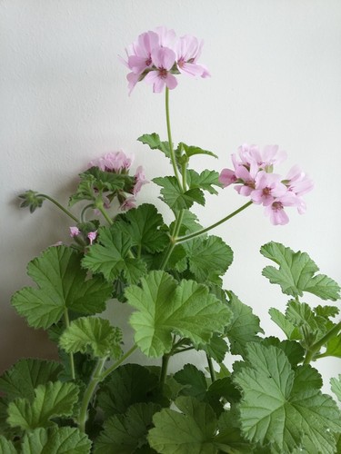Attar roses scented - attar,