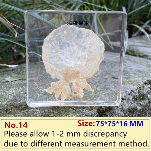 Resin specimen paperweight - resin,