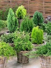 6 Dwarf Conifers, Ornamental