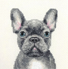 GREY BLUE FRENCH BULLDOG dog