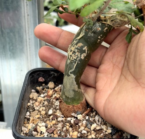 Rare live house plant - house,