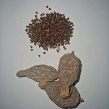 Aligator Pepper Seeds of
