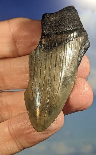 Megalodon shark fossil tooth - megalodon,
