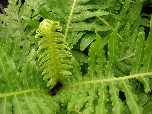 Blechnum gibbum dwarf tree - gibbum,