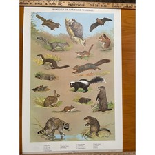 VTG Mammals Farm & Woodlot