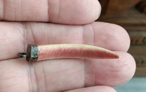 Antique tooth claw carved - claw,