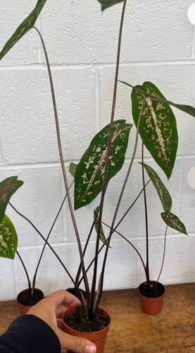 Caladium picturatum plant - caladium,