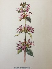 Antique Print Black Horehound