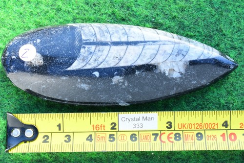 Fossil orthoceras goniatite - orthoceras,