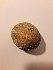 Flint Echinoid Fossil