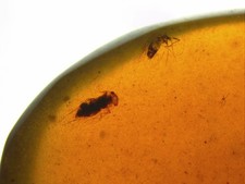 Fossil Burmese Amber Multiple Insect Inclusions Cretaceous 100 Million Years Old