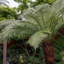 Tree Fern Dicksonia Antarctica