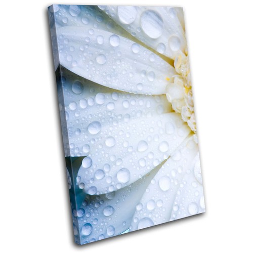 Daisy flower floral single - flower,