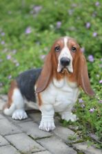 Basset Hound Garden Resin