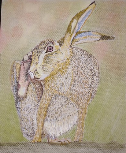Hare pastel framed painting