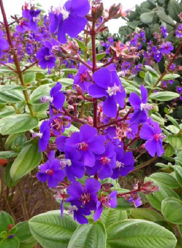 Tibouchina princess purple - tibouchina,
