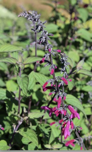Salvia curviflora tubular - salvia,