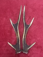 PAIR OF SIKA DEER ANTLERS