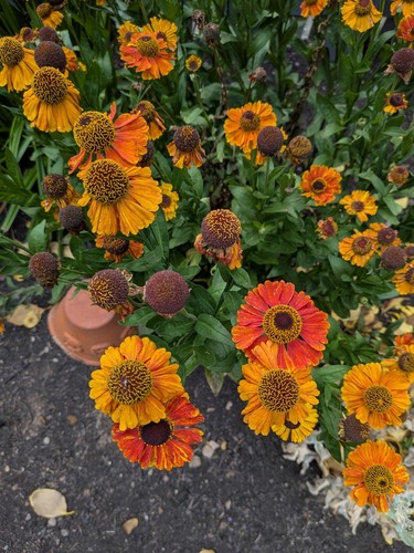 Helenium short sassy - 'short, sassy'