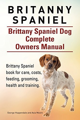 Britanny spaniel brittany - britanny, spaniel.