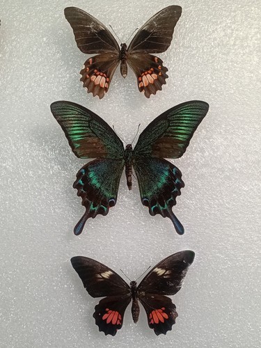 Papilio maackii butterfly - papilio, maackii,