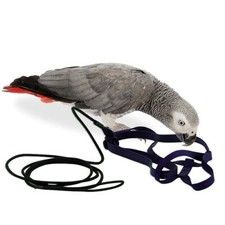 THE AVIATOR PARROT HARNESS &